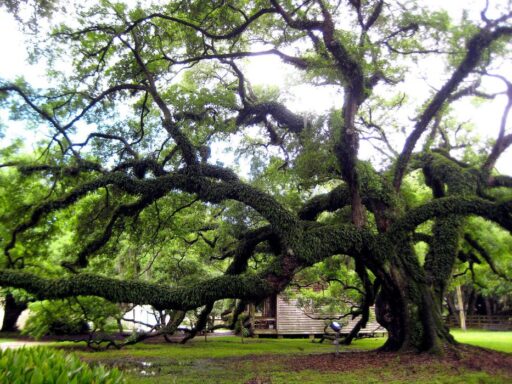 Live Oak Tree